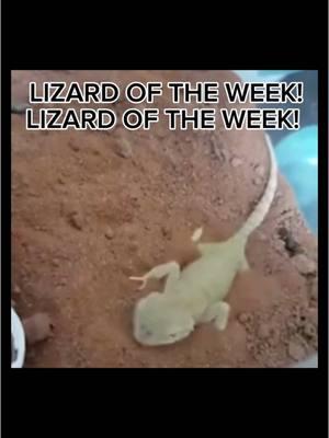 1/5/25 | Week 49 | I could not find any videos of these guys flying/gliding i am so sorry 😭😭 #lizard #flyinggecko #flyinggeckos #gecko #lizardoftheweek #fishoftheweek #eyeofrah #silly #reptiles 