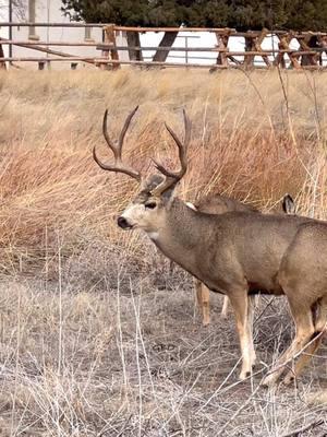 He had a few challengers to keep at bay while working his does. Cool ears though! #Photography #wildlife #nature #colorado #goodbull #deer #muledeer #buck #muley #ears 