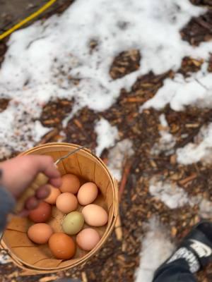 The girls are working overtime today! 🐓  #chickentok #alaskalab #chicken #chickens #fresheggs #Sustainability 