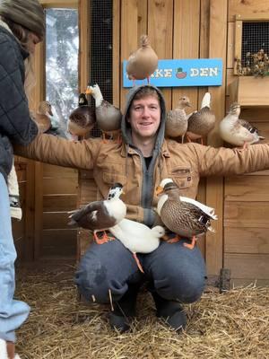 This might be a Guiness world record? #ducks #callducks #ducksoftiktok #fyp #homestead #ducktok🦆 #ducksoftiktok🦆 