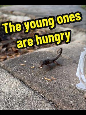 #curlytail #curlytaillizards #lizard #cuteanimals #jurassic #funnyanimals #reptilesoftiktok #minidino #lizardlove #reptile #foryoupage #jurassicpark #naturelover #prehistoric #thelizardwhisperer #fyp #natureisbeautiful #floridalife #lizardsoftiktok #smallwonder #babyanimals #lizardlady #crazylizardlady #wildflorida 