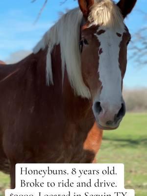 Honeybuns. Very sweet mare broke to ride and drive. She’s a bit head shy but she’s kind and willing. She would love someone to take the time to love her and show her kindness back. #foradoption #adoption #mare #belgian #sorrel #redmare #sassymare #carriagehorse #texas