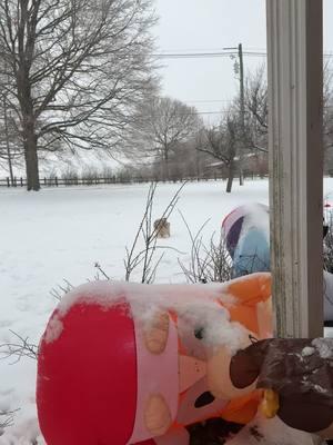 2025 winter storm. The puppies don’t know what to do.😂 #australianshepherd #jensen #icestorm2025 