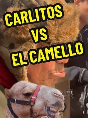 CARLITOS VS EL CAMELLO#foryou #paratii #honduras🇭🇳 #artista #usa_tiktok #california #fan #misica #bailar #disco #camello #dubai🇦🇪 #arabe #usa🇺🇸 @LOCO DE LA SELVA 