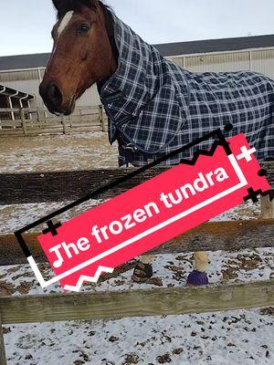 My horse is not a criminal more like a Jr High boy. Another bell boot is lost to the great unknown this time the frozen tundra. Please like share and follow, can we get to 10k? Thank you very much.  #dressagehorse #holsteiner #warmbloodhorse #barnlife #horsesoftiktok #horsegirl #dressagelife #equestrianlife #geldingsoftiktok #bayhorsesoftiktok #equestrian 