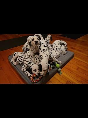 dalmatian puppies at puppy yoga. #adoptadalmatian #puppiesyoga #dalmatian #dalmatiansoftiktok #dals #puppies #pups @Puppies & Yoga US 