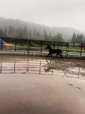 It’s been a bittttt rainy recently. But all is well in mini horse land ❤️ swimming like fishes #minisoftiktok #amha #amhr #pnw #rainraingoaway #foryou #foryoupage #miniaturehorsesoftiktok #drivinghorsesoftiktok #drivinghorses #ponyland #miniland