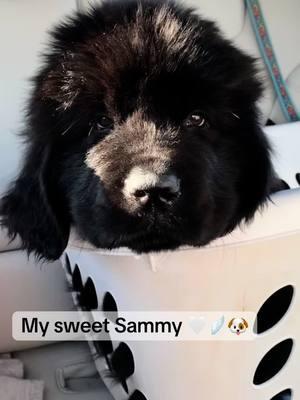 The hardest goodbye to the sweetest boy 🤍🪽 Sammy would have been 5 this week. Sammy taught us so much in his lifetime. I miss him every day and am so lucky to have called him mine. Thank you to everyone who loved Sammy 🐶 #newfoundland 