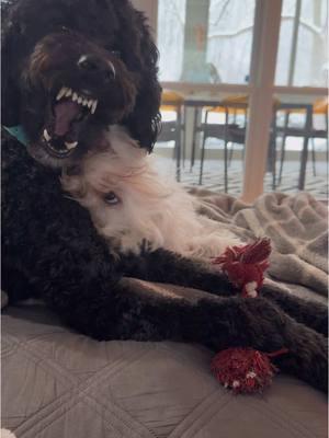 Maybel is the learning how to be the grown up now. #puppylife #havanesepuppy #blackgoldendoodle #snowday 