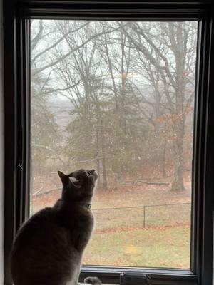 My cat loves to watch the snow. He just hates being in it! So peaceful! #fyp #cats #cattiktok #catlovers #snow #firstsnowoftheyear #winter #furbaby #peaceful #cat #animals #pets 