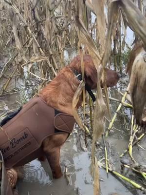 Locked in  #dog #birddog #waterfowl #DB #wigeon #mallard #ducks #duckseason #decoys #redlab #foxred #divebomb #divebombindustries #Outdoors #decoys #duck 