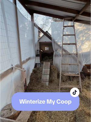 I grew up on a farm, and although MANY people use heat lamps, we do not. Chickens are very warm animals and most of the time, simply cutting the wind is enough. Just make sure you check their water! We usually wrap a bungee around the waterers, and place an aquarium warmer in the water, but I can’t find it 🥴 #chickencoop #winterized #chicken #chickensoftiktok #chickens #homestead #suburbanhomestead #suburbs #ftworth #dfw #crunchy 