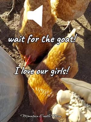 #mygirls #girls #happy #Love #chicken #pets #hobbyfarm #homestead #mountainhomestead #mountaincastlefarm #memoriesbysheri #eggs #newyears #newyearseve2024 #party 