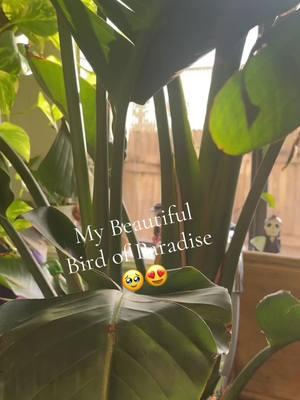 💚 #birdofparadise #plants #plantitamami 