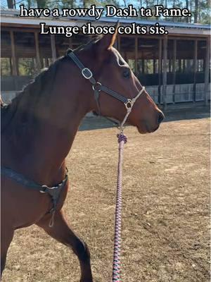 Me & 20 of my closest friends chased him around the parking lot the next day, because I didn’t🫣 #like #share #foryoupage #horses #horsegirl #western #barrelracing #dashtafame #ahszoomintobefamous #colts 