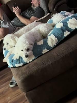 A cloud bed is the only bed @Lesure Pet #dogbed #lesuredogbed #dogsofttiktok #TikTokShop 