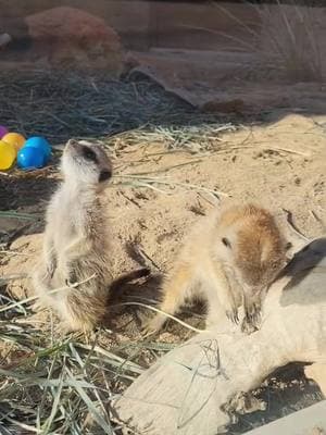 Time for a formal introduction! Our meerkat pups have officially been named. Meet Kiazi and Djambi. This adorable duo has been enjoying scurrying about in their habitat with the rest of the mob. They're growing up fast! Be sure to come see them during your next visit to the Zoo. #fresnochaffeezoo #fresnozoo #meerkats #meerkatpups #animals #cute #animalcare #zootok