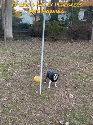 Chilly tetherball time! #tetherball #trending #viral #frenchton #fyp #foryou #dogs #dogsoftiktok #animalsoftiktok #PetsOfTikTok #petsontiktok #cute