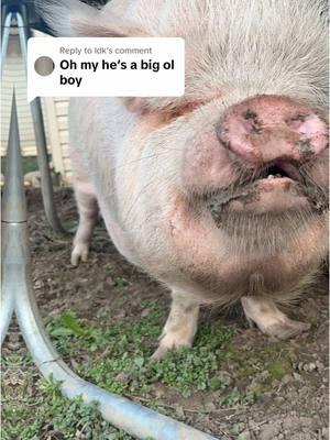 Replying to @Idk A cheesy compilation of Hawk over the past year!  He will be 3 years old in May. And he is about 300 pounds. Maybe a lil more. #potbellypig #piggy #pigsoftiktok #potbellypigsoftiktok #pig 