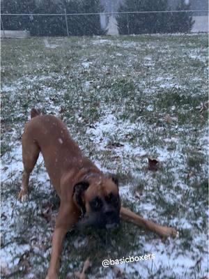 Shelby snd Reuben love the snow ❄️🤩 #basicboxers #dogsoftiktok #boxerdogsoftiktok #boxerdog 