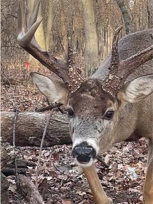 #whitetail #deer #wildlife #wildlifephotography #urbanwildlife #midwestwhitetail #antleraddict #bigbuck #urbandeer #Outdoors #whitetaildeer #buck #anteraddiction 