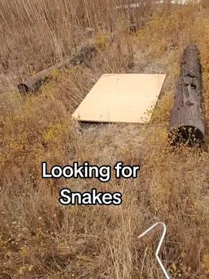 #rattleblade #snake  #rattlesnake #fyp #foryoupage #reptile #animals #nature #Outdoors  #2025 #california #trending 