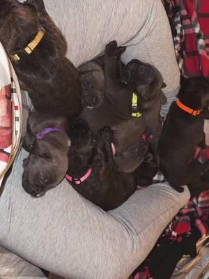 #cane #canecorso #corso #corsosoftiktok #puppy #puppytiktok #puppylife #available #iowa #davenport 6 puppies available ❤️ message if interested 