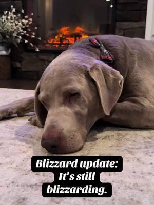 Still blizzarding until further notice. ❄️ #fyp #dogsoftiktok #silverlabsoftiktok #silverlabsquad #winterstormblair #silverlabs #foryou #follow 