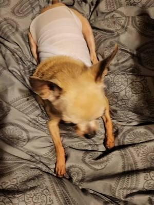 #dogsoftiktok #dogmom #foryou #seniordogsoftiktok #seniorchihuahua #seniordog #injury 