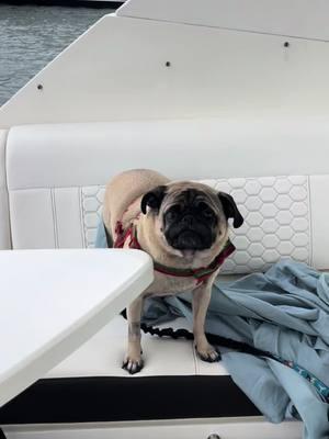 Obi’s Boat Trip to Miami #pugsoftiktok #pugs #dogsoftiktok #fawnpug #pug #weeklyfluff #typ #foryou #xyzbca #fyp #dogmom  #miami #bocaraton #fortlauderdale #boating #boatdog #boatlife 