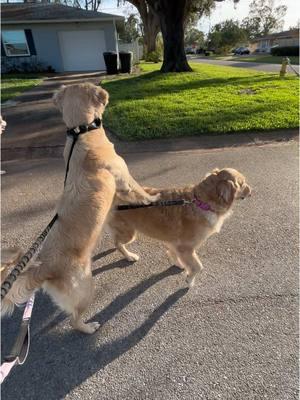 This was just on tonight’s walk. Gotta stop for every  squirrel. #walk #walkies #goldenretriever 