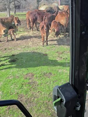 Goku, Boss and Serenity. They are so gentle and curious. Love them. #Jimmylambert #redbrahmanbull #lambertsranch #ginabfly #forupage #polledbrahman #brahmanbull #redbrahman #showcalves #Brahman #goodbye2024 #brahmancattle #trump 