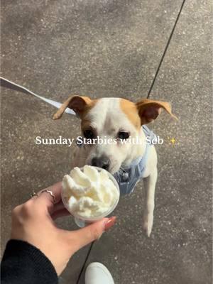 today was such a nice day ✨#starbucks #pupcup #pupcupstarbucks #dogmom #sunday 