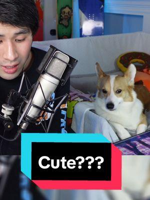 I can't with him... #corgilife #smallstreamer #corgi #corgisoftiktok #streamersoftiktok #twitchtok #corgination 