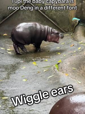 Tupi is just Moo Deng in a different font! I saw so many similarities between the baby capybara and the baby Pygmy hippo who captured m all of our hearts! We love Tupi and Moo Deng!!! @San Antonio Zoo @ขาหมู แอนด์เดอะแก๊ง  #capybara #babycapybara #tupi #knightsoftherotundtable #moodeng #pygmyhippo #moodenghippo #bangkokthailand #thailand #khaokheowopenzoo #travel 