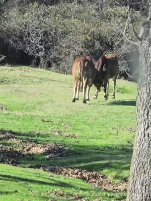 Showtime and Anna Marie. Lol. These are our young ones and they were born here. Lamberts Ranch is excited for the future! We have great bloodlines. #Jimmylambert #lambertsranch #ginabfly #redbrahmanbull #redbrahman #polledbrahman #brahmanbull #showcalves #Brahman #brahmancattle #trump #goodbye2024 #forupage #forupage #foruyou #foryoupageofficiall #for #foryoupage❤️❤️ #foryou #capcut 