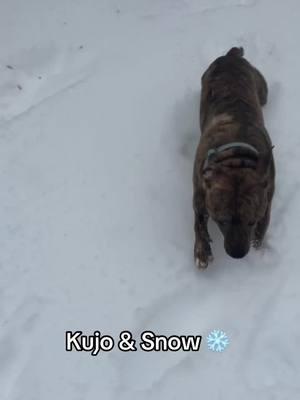 This is one of my all time favorite Kujo videos, his bunny hops kill me. He LOVES snow….until it gets so deep it touches his 🎾🎾. 😂🥲 #kujo #dog #snow #dogsoftiktok #pitbulls #pitbullsoftiktok #dogmom #funnydog #fyp #foryoupage #fypシ #snowday 