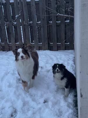 They love the snow!! #dogsoftiktok #dogtok #jaxandmila #australianshepherd #dogsinsnow #snow #snowstorm @3 Tri’s & A Guy 