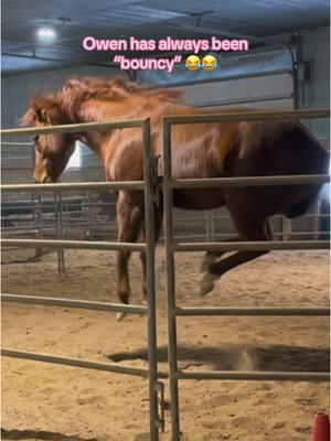 My bouncy baby😂🫶 #aqha#quarterhorse#gelding#colt#baby#foal#horse#equestrian 