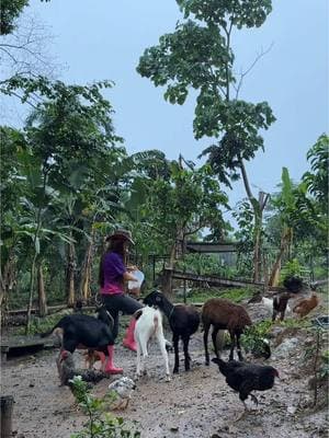 Alimentando a mis animales! #farm 