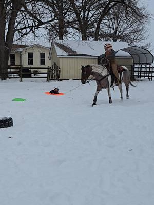 How trained are your animals? We like both our horses and dogs equally broke around here! lol, I think he enjoyed himself ❄️🥶🧊💜 #redheeler #stlsnow #stlsnowstorm #winterstorm2025 #cowhorse #australiancattledog #ranchhorse #metallicmalice 