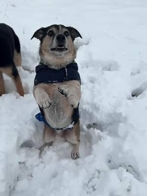 ❄️Sunflower Pack vs Snow ❄️ @Mooses.mom98  #ruebenbambino #moose💜 #denalipuppy #maxaronni #lunalady #montanasnow #406dogs #sunflowerpack #5dogs #dogvssnow 