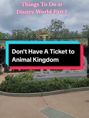 Free Things To Do at Disney World. Don't have a ticket to Animal Kingdom not a problem head to Animal Kingdom Lodge and take a look at all the Animals roaming around. #animalkingdom #disneyfreebies  #freethingsatdisney #free  #animalkingdomlodge #disneytips #disneyvacationtips 