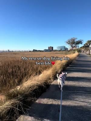 charm enjoying all his walks and parks♥️🐾🐶 ur sign to get that extendable leash, feat @Beverley !! #rescuedog #tripaw #3leggeddog #shelterdog #fosterfail #fosteringsaveslives❤️ 