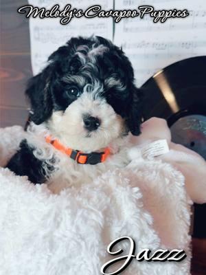 #CavapooPuppies are the sweetest lapdogs around! #deercreeklabradoodles #cavapoo #cavapoopuppy #cavapoos #cavapooworld #cavapoosoftiktok #cavapoodaily #doodlepuppies #doodlepuppy #newpuppy #puppylove #puppydog #puppiesonly #puppiesoftiktok #puppytok #puppytiktok