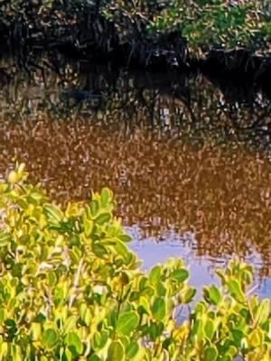 #seeyalateralligator #alligator #gator #reptile #swamplife #marsh #sundaydrive #content #ilovealligators #naturetok #merrittislandnationalwildliferefuge #explorepage 