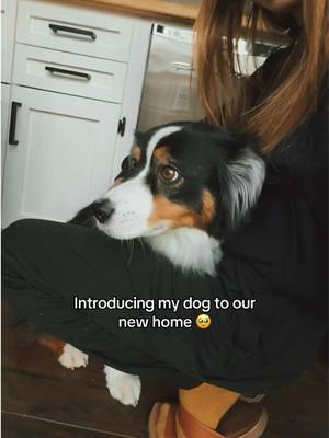 Introducing Desi to our home on wheels! She wasn’t as excited as I thought she’d be. Her fear of hardwood floors kind of ruined it 😂 #vanlife #vanadventures #vandog #vanlifedog #vanlifegirls #vangirls #coloradoelopementphotographer 