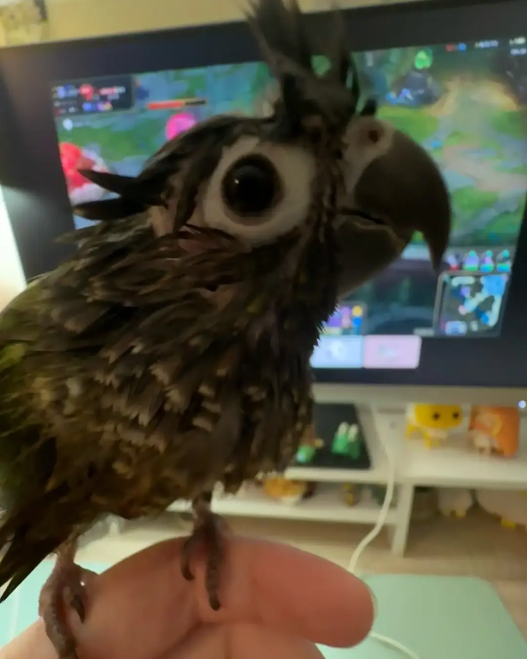 #greencheekconure #conuresoftiktok #parrotsoftiktok #birdsoftiktok #soggy #bathbird #fypage 