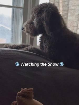 #snow #snowday #goldendoodle #doodlesoftiktok #doodle #dog #furbaby #sosweet #wedontdeservedogs 