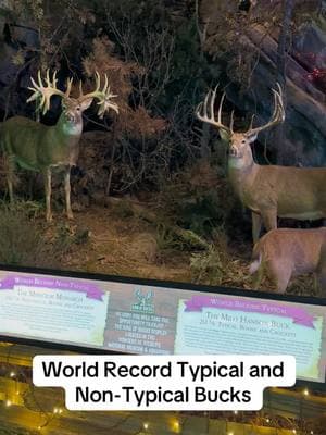 World record bucks! #feathersandfins #bassproshops #missourimonarch #milohansonbuck #worldrecord #worldrecordbuck #bigbuck